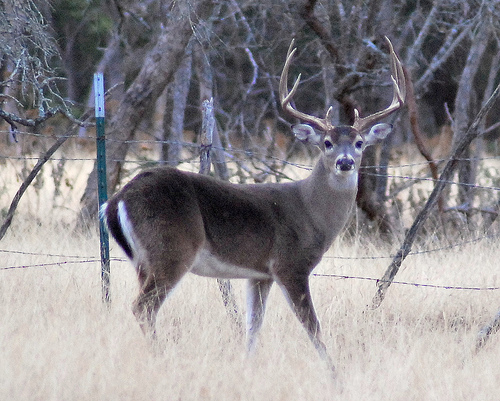 deer hunting, rifle scopes, nikon, leupold